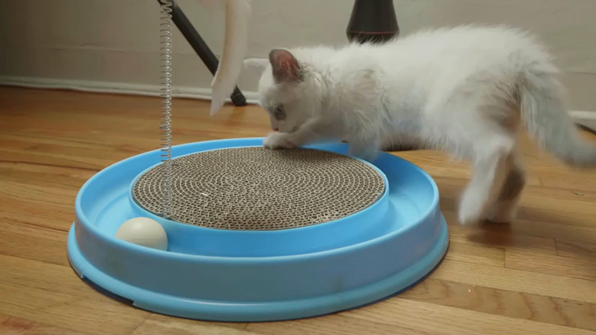 adjustable r dog stand with bowl adjustment MrFluffyFriend™ - Adjustable Dog Bowls main image 1