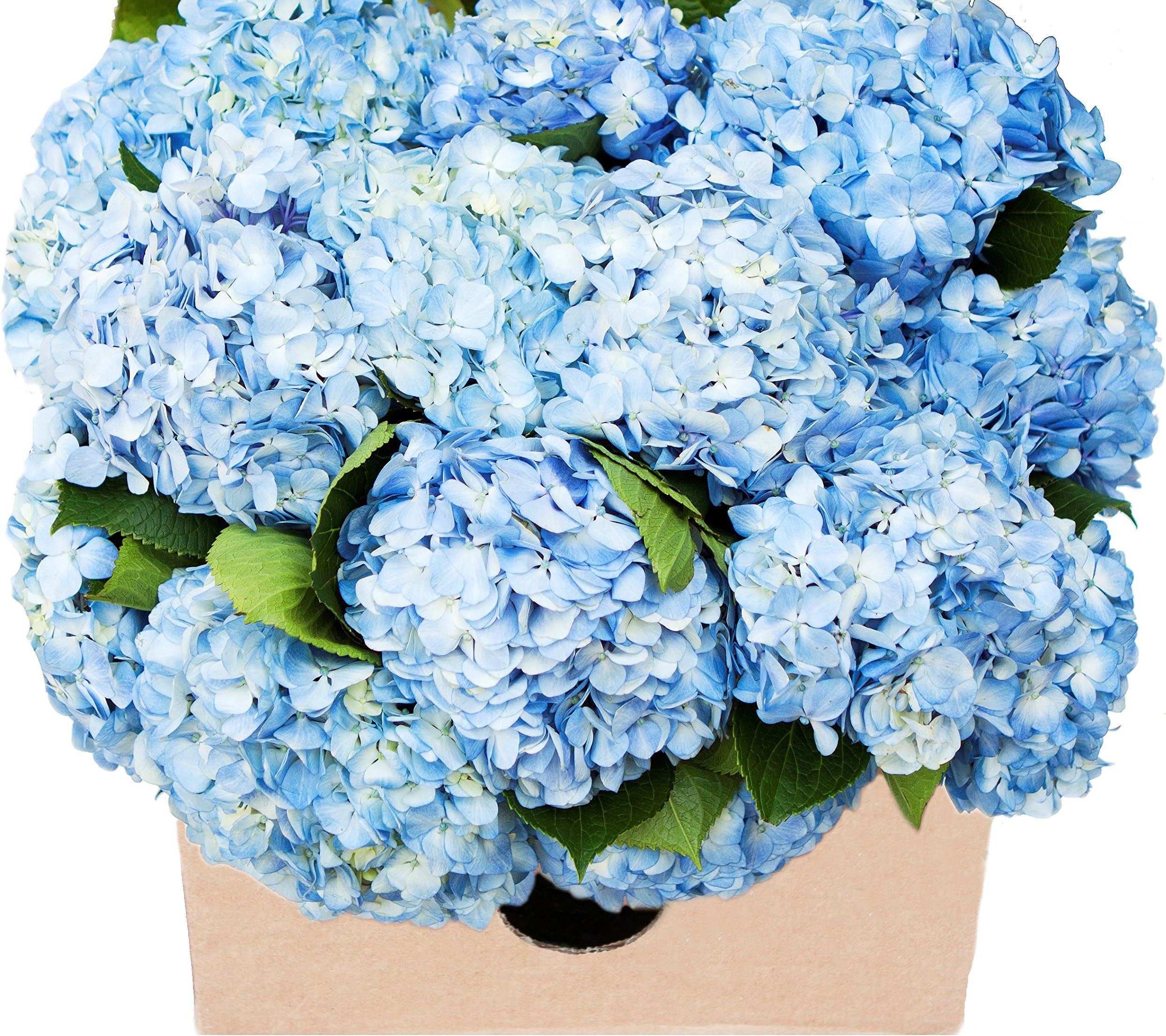KaBloom Flowers - Mother's Day Collection - 15 Blue Hydrangeas (Farm-Fresh, Naturally Colored, Premium Quality. Gift for Birthday, Thank You, Valentine, Mother’s Day Fresh Flowers