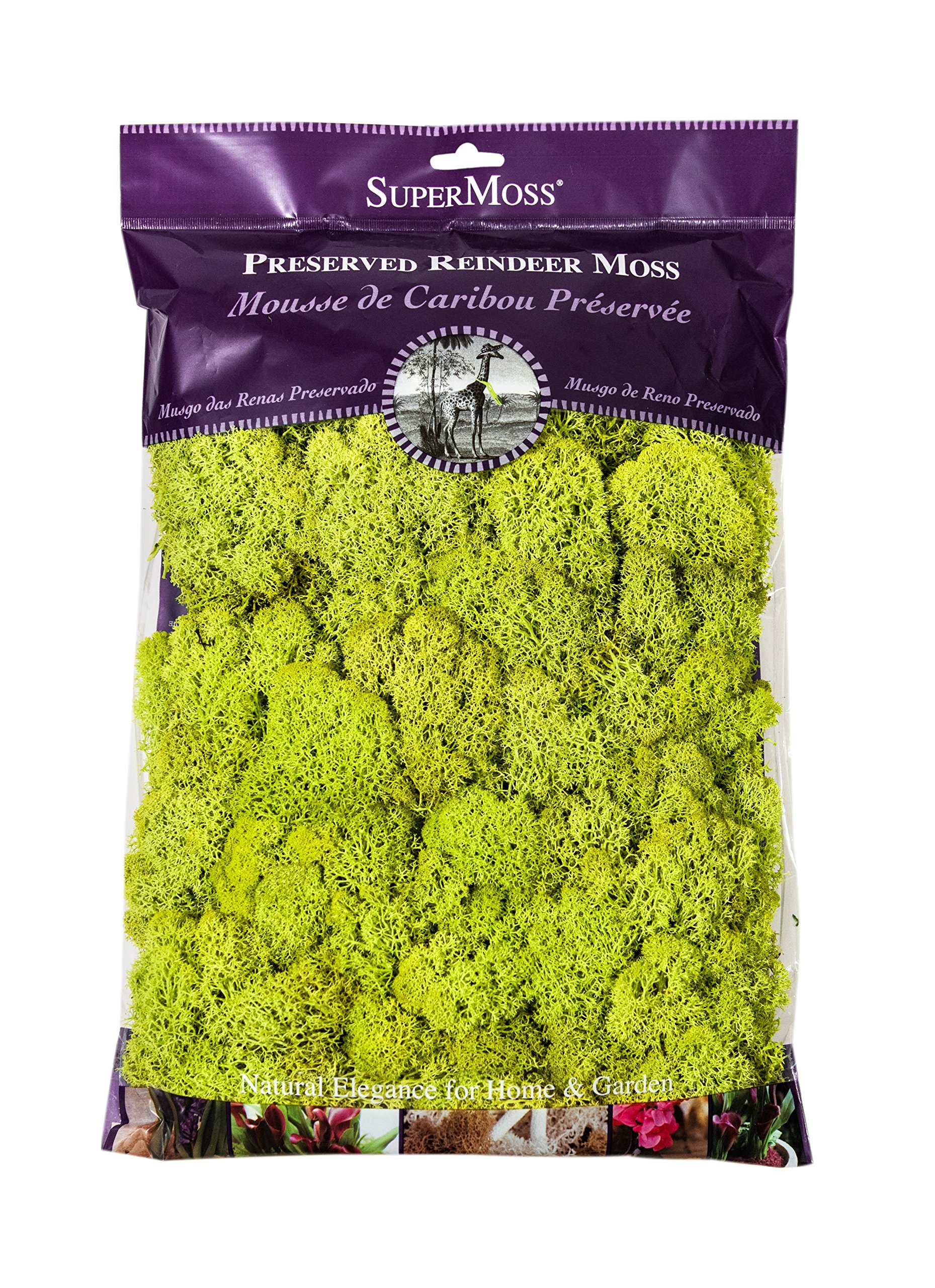 Super Moss 21669 Reindeer Moss Preserved, Chartreuse, 8oz (200 cubic