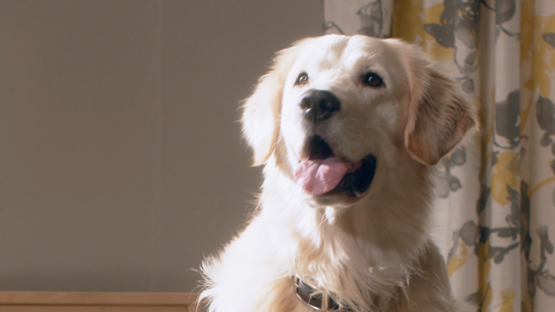 Amazon Pet Commercial