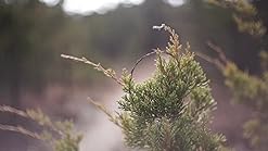 Amazon.com : Fotasy 35mm f1.7 Lens for Sony E-Mount Camera, 35mm 1.7