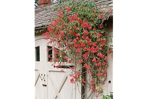 GREEN PROMISE FARMS American Beauties Native Plants - Lonicera semp. 'Major Wheeler' (Honeysuckle) Vine, , #2 - Size Container