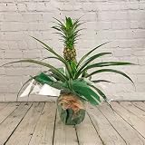All Occasions Pineapple Plant With Fruit 12cm Pot Ananas Bromelia Home Living view 1
