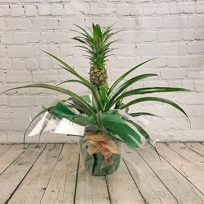 All Occasions Pineapple Plant With Fruit 12cm Pot Ananas Bromelia Home Living