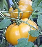 75+ Yellow Brandywine Tomato Seeds- Heirloom