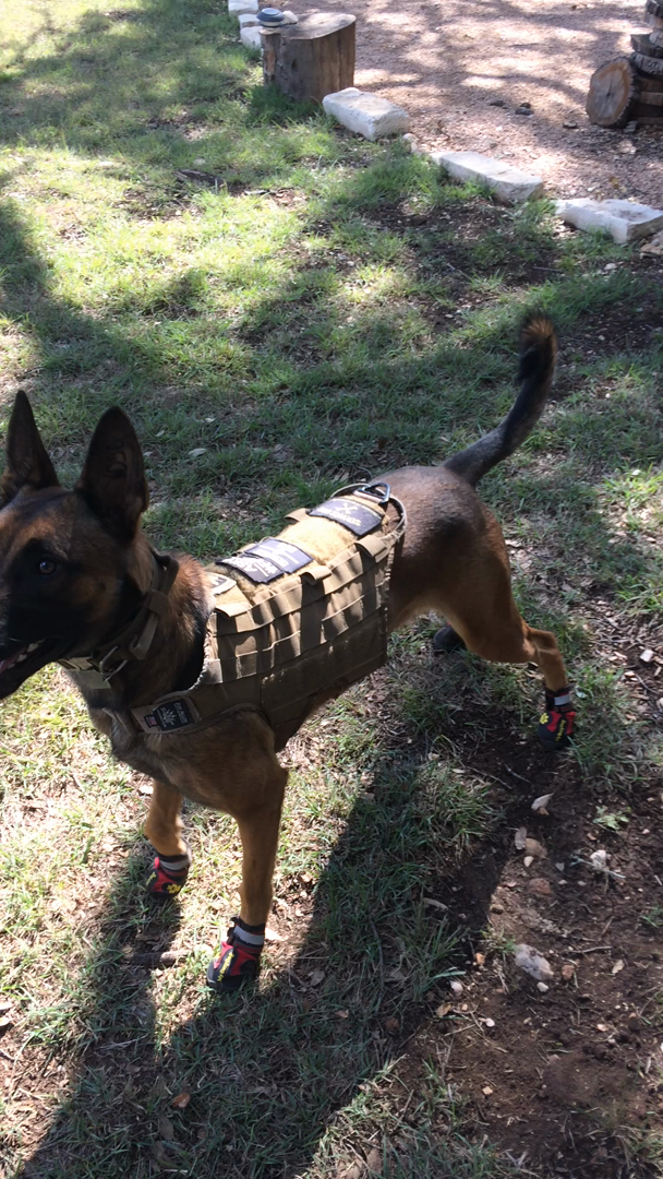 Signature K9 Modular Ultimate Load Bearing Harness, Coyote