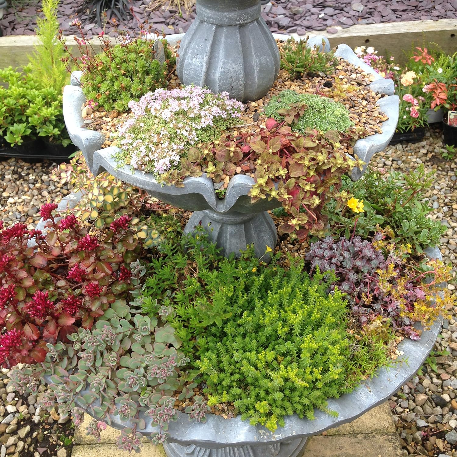 Alpine Collection 12 Plants £18.00 9cm pots Amazon.co.uk Garden