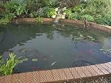 Blagdon Clearview Pond Cover Netting 3m x 2m Black Double Weave 6 Pegs view 2