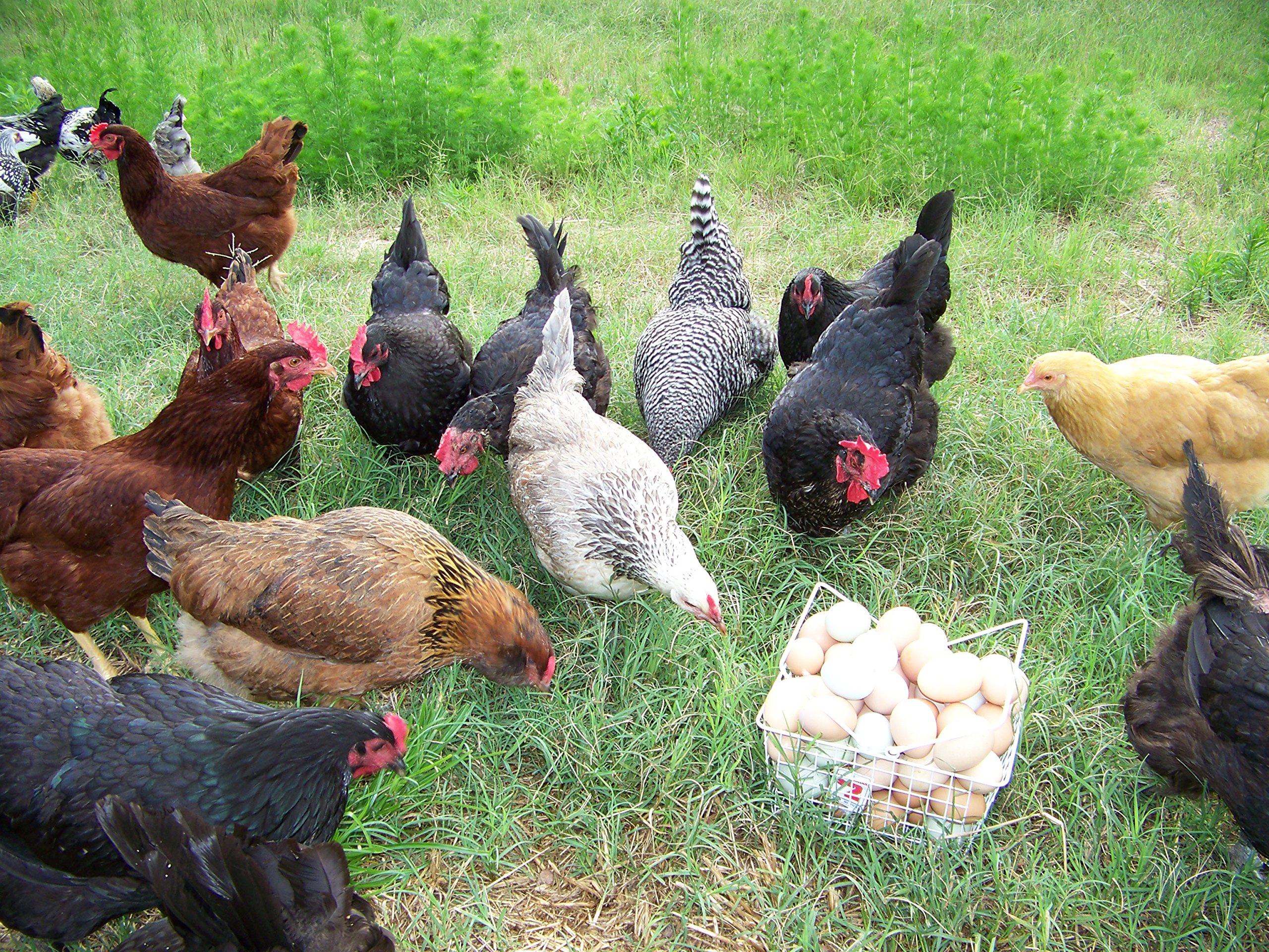 24 Fertile Chicken Hatching Eggs Buy Online in Singapore at desertcart