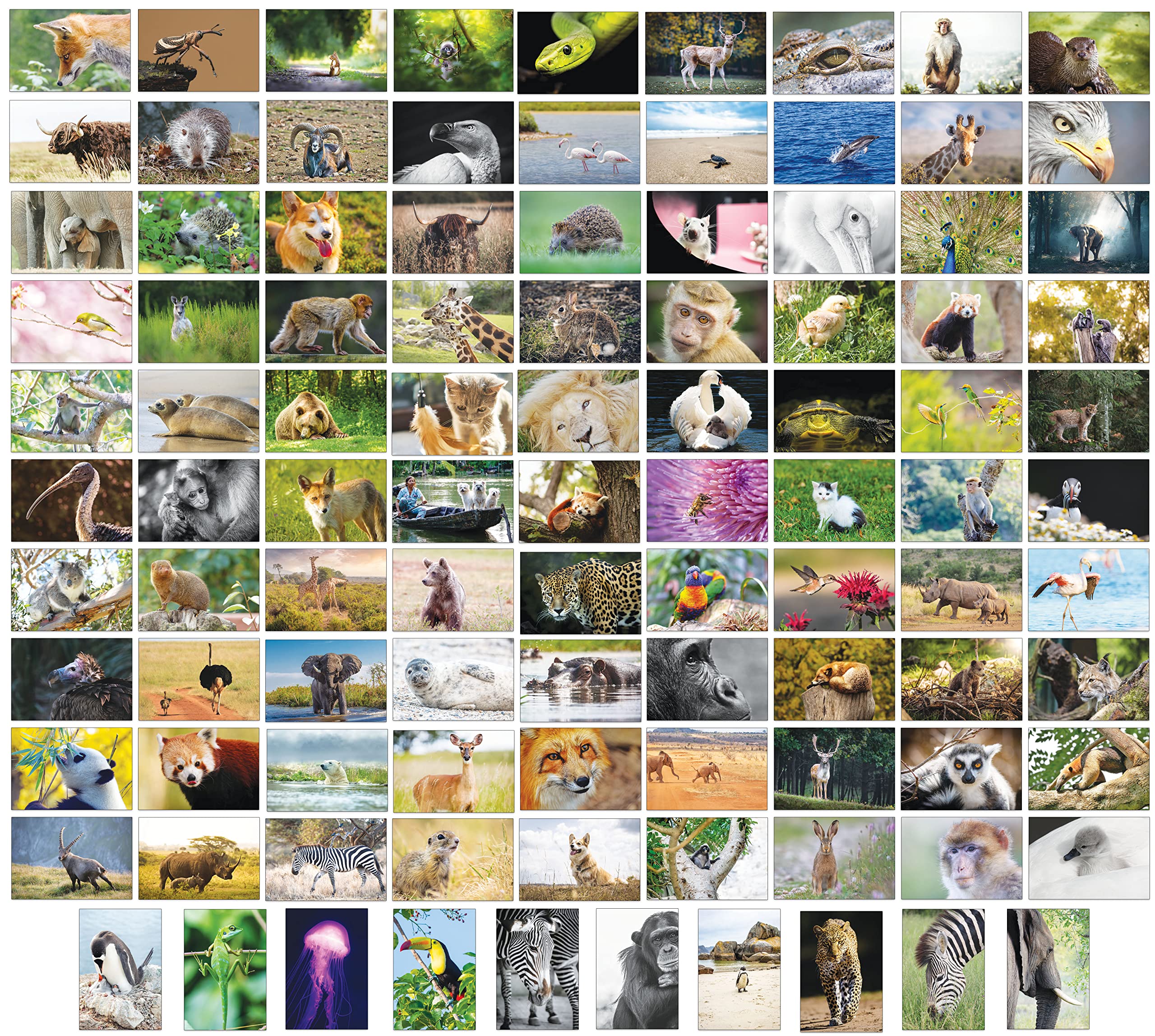 Bear and Bee 100 Animal Postcards with 100 Different Motifs Postcards Animals (100 Photo Cards)