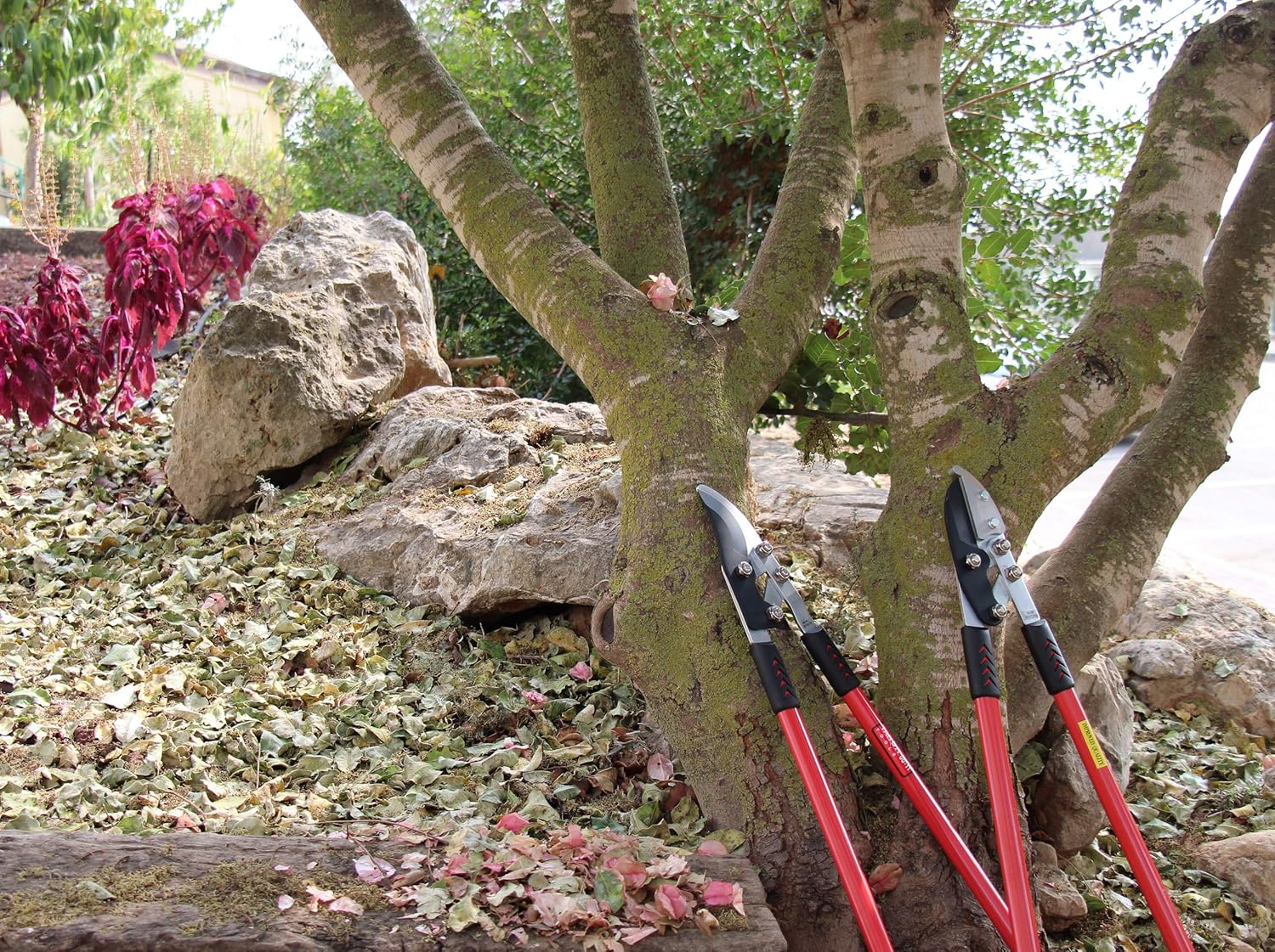 TABOR TOOLS GG11A Bypass Lopper with Compound Action, Chops Thick Branches with Ease, 30 Inch Tree Trimmer, Branch Cutter with 1 3/4 Inch Clean Cut Capacity.: Home Improvement