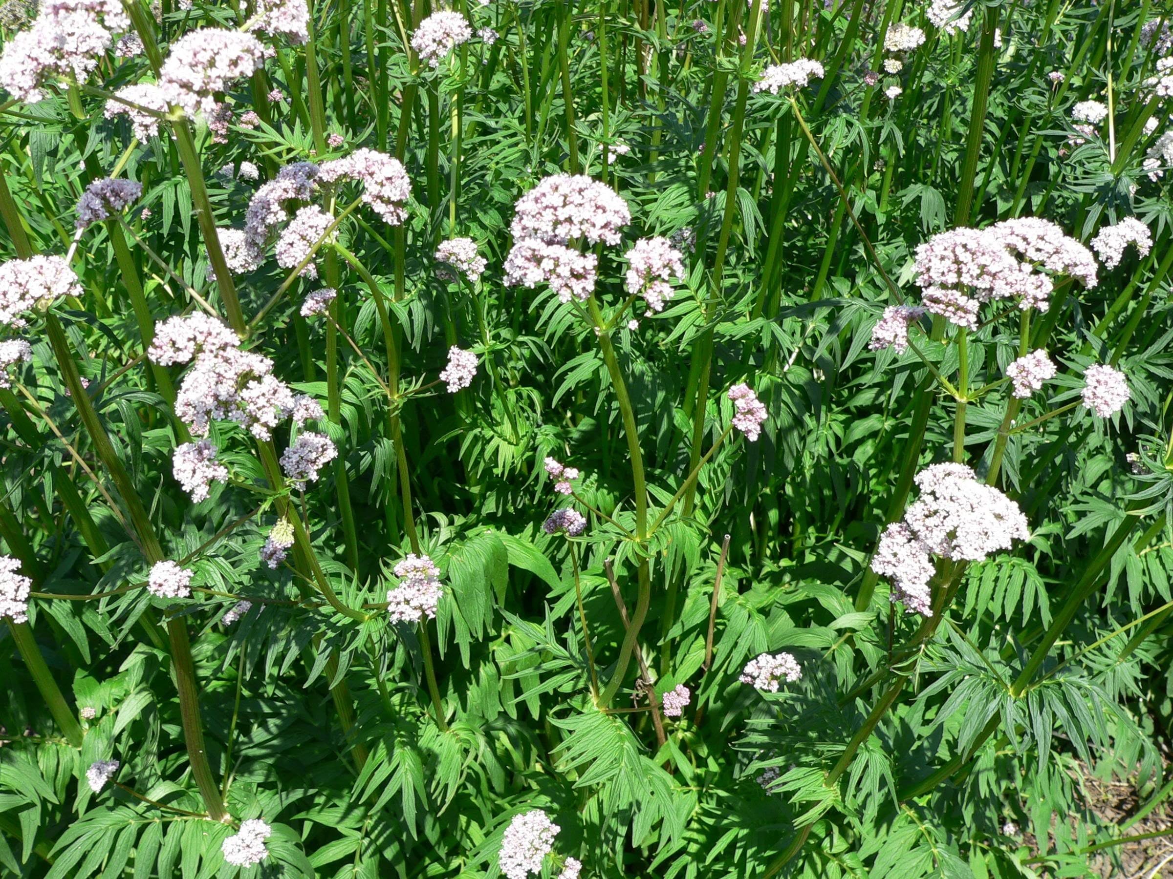 Seeds Herb Valerian Officinaclis perennials Heirloom
