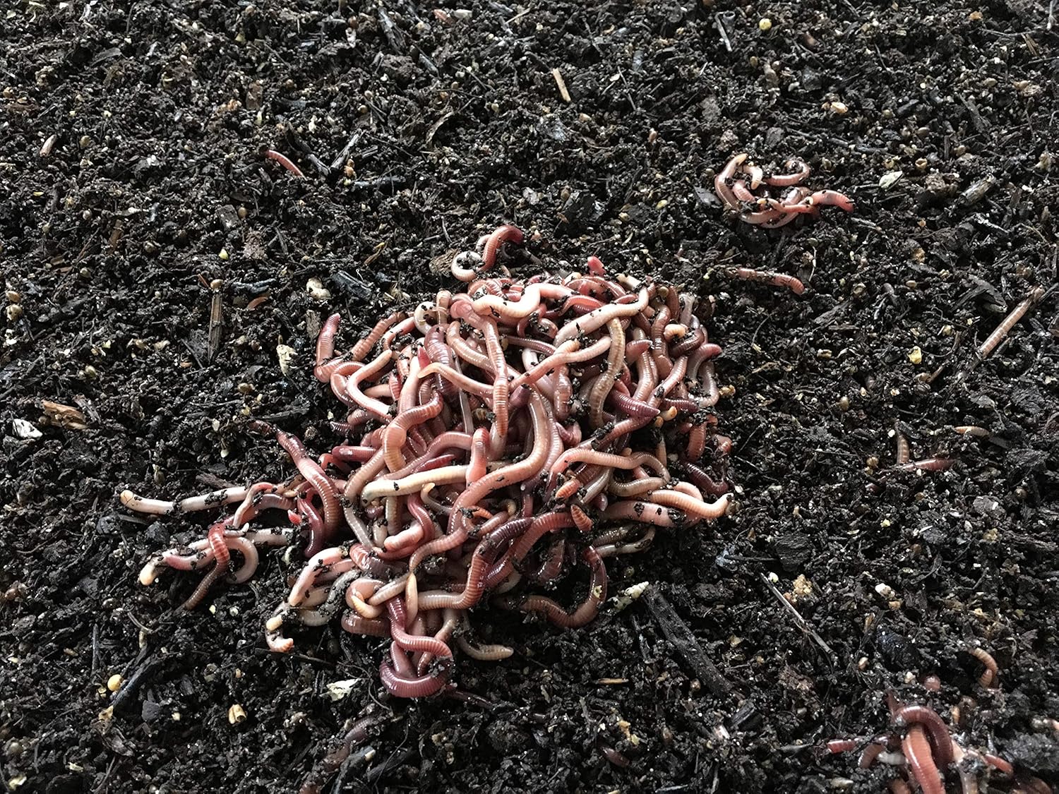 Worms 1/8 Pound Red Wiggler Garden & Outdoor