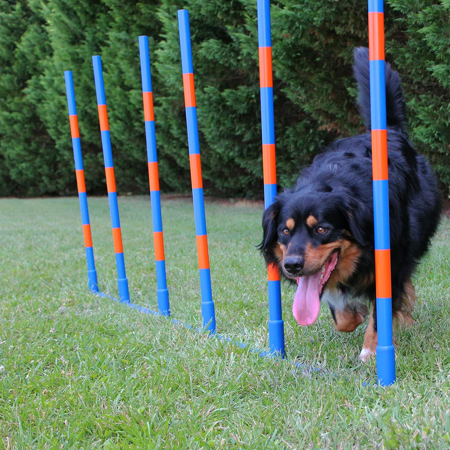 dog weave pole training