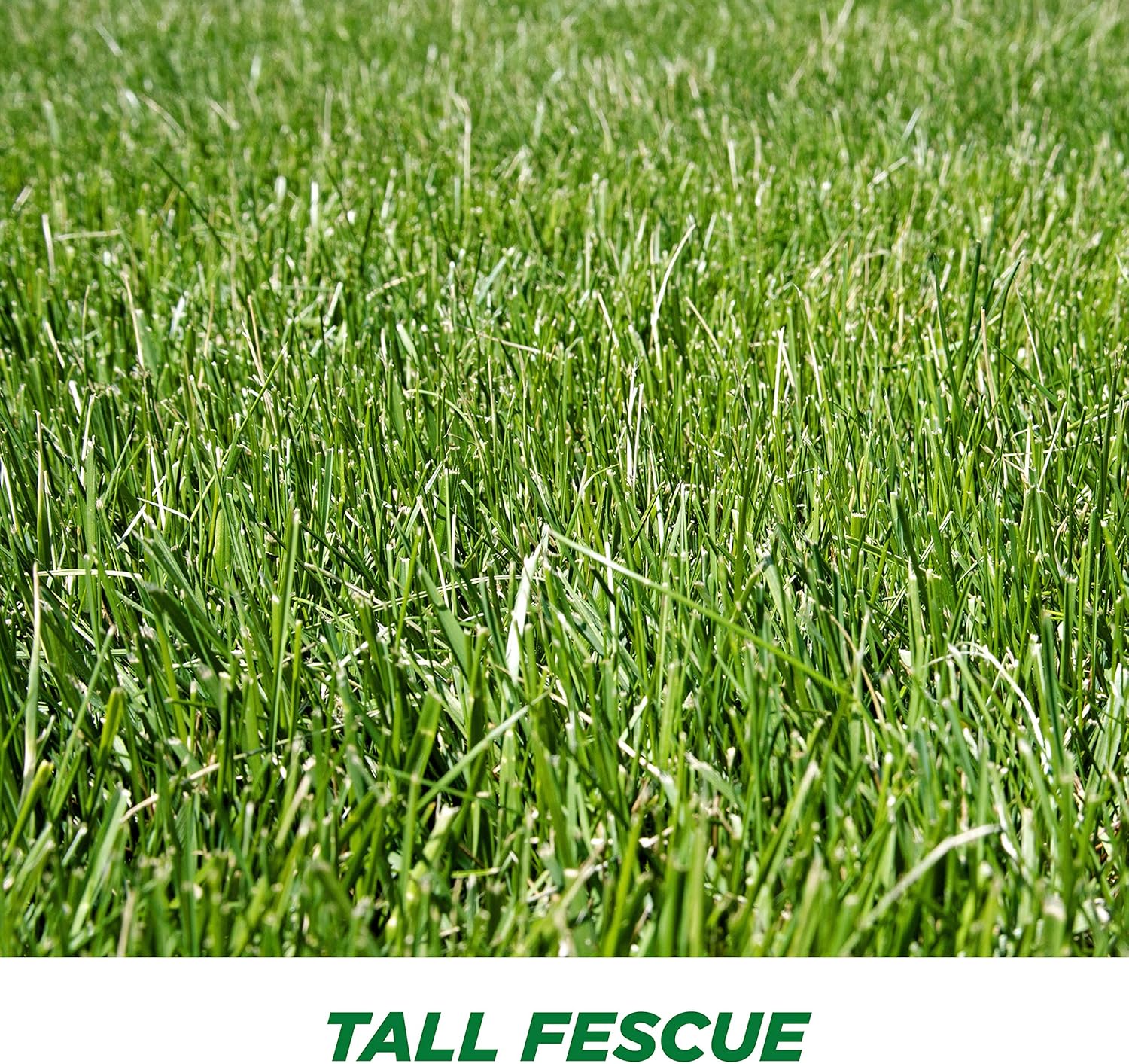 Pennington Smart Seed Tall Fescue Grass Seed, 3 lb : Garden & Outdoor