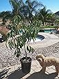 Amazon.com : Little Cado Dwarf Avocado Tree Five Gallon ...