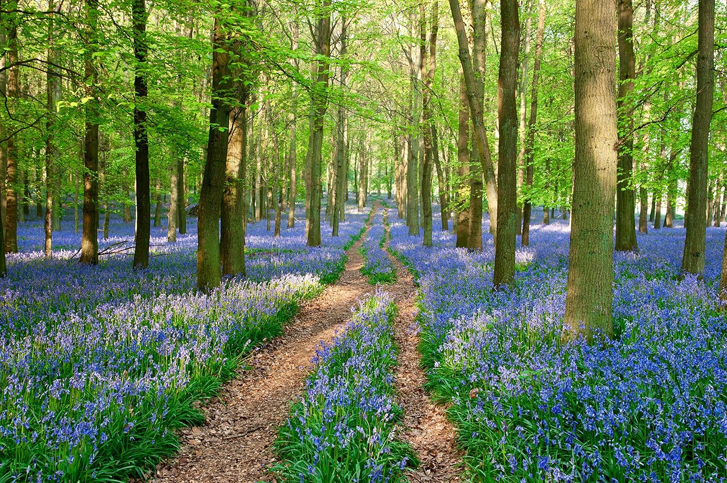 by Woodland bulbs® English Bluebell Bulbs Bluebell Bulbs for Planting