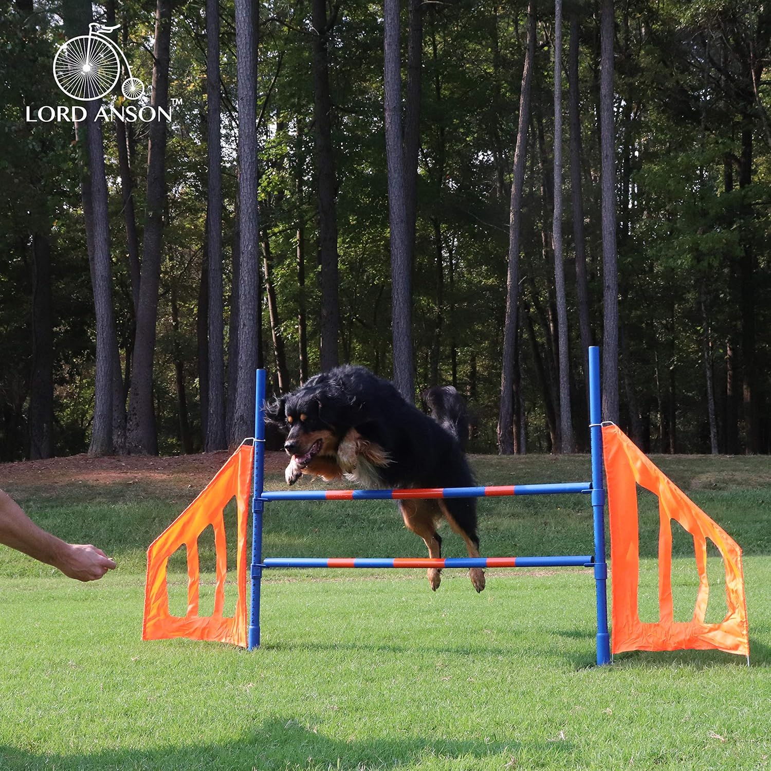 k9 agility training
