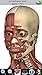 Visual Muscles 3D