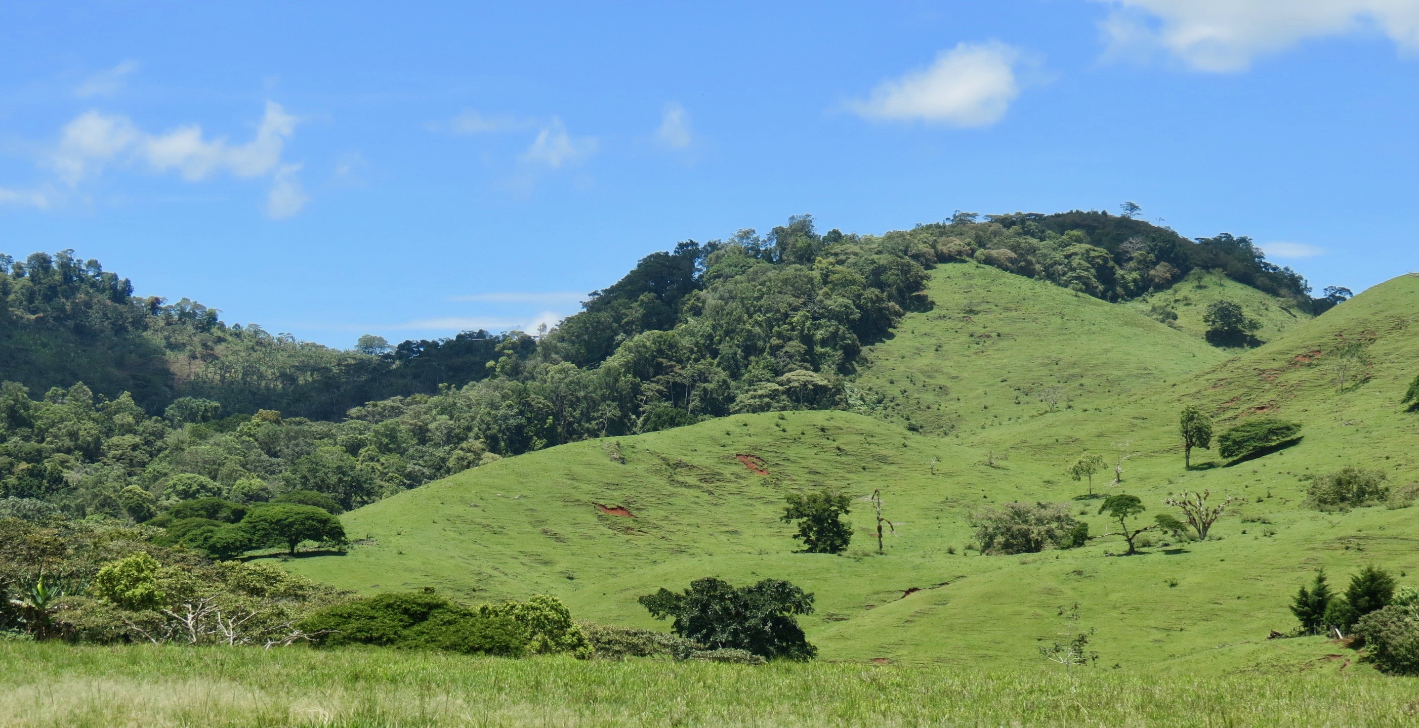 3 Single+Unroasted+Coffee+Specialty+Nicaraguan