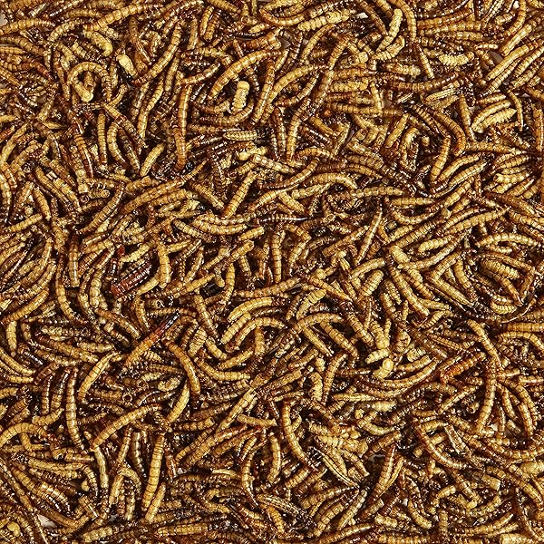 KAYTEE WILD BIRD FOOD MEALWORMS FOR BLUEBIRDS, WRENS, ROBINS, CHICKADEES, WOODPECKERS, CARDINALS & CHICKENS, 2 POUND