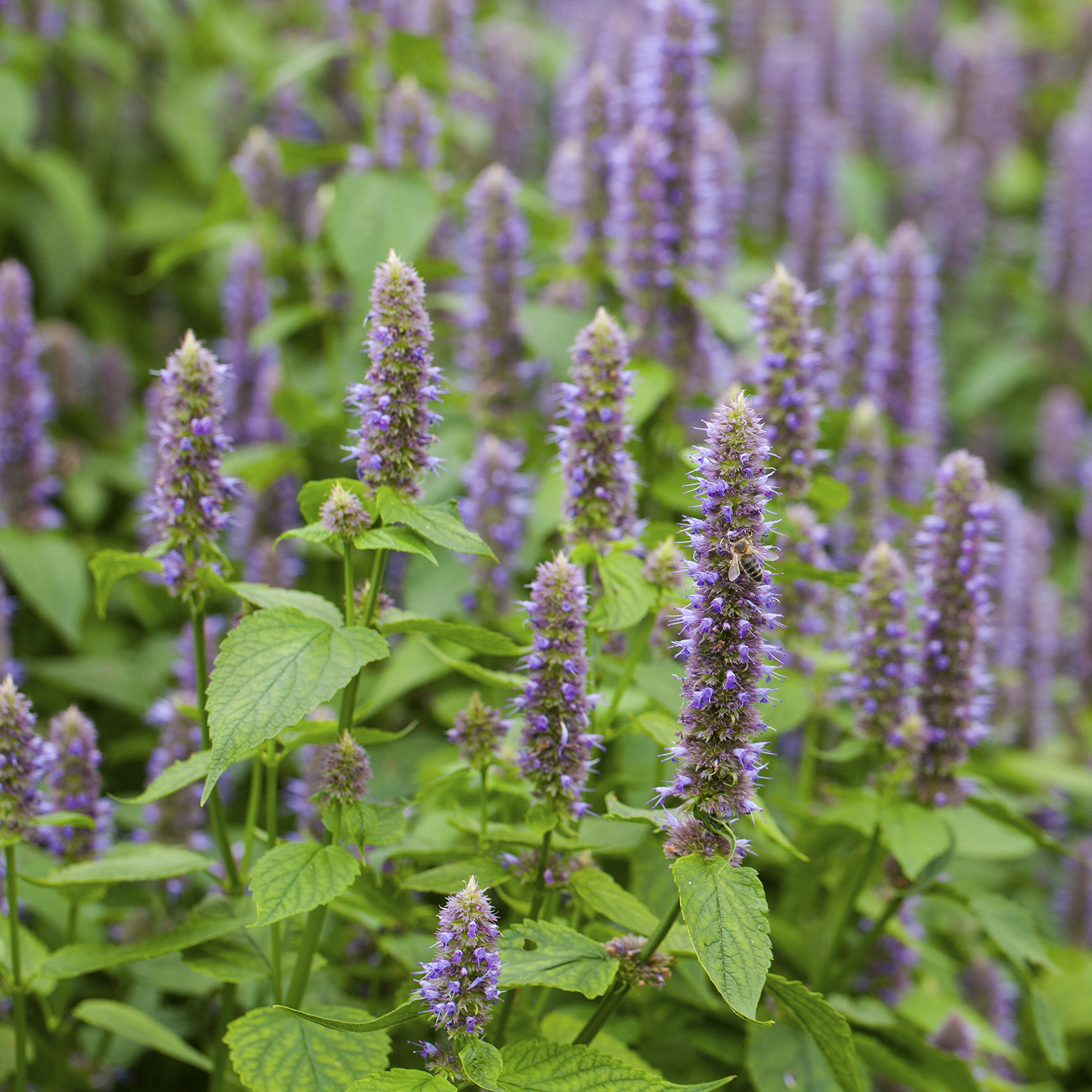 Anise Hyssop Herb Plant Seed 5000 Seeds Garden " Outdoor Home & Garden