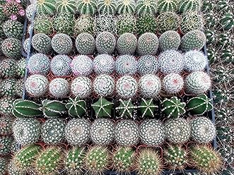 Download 66+ Gambar Flora Air Terbaru Gratis HD