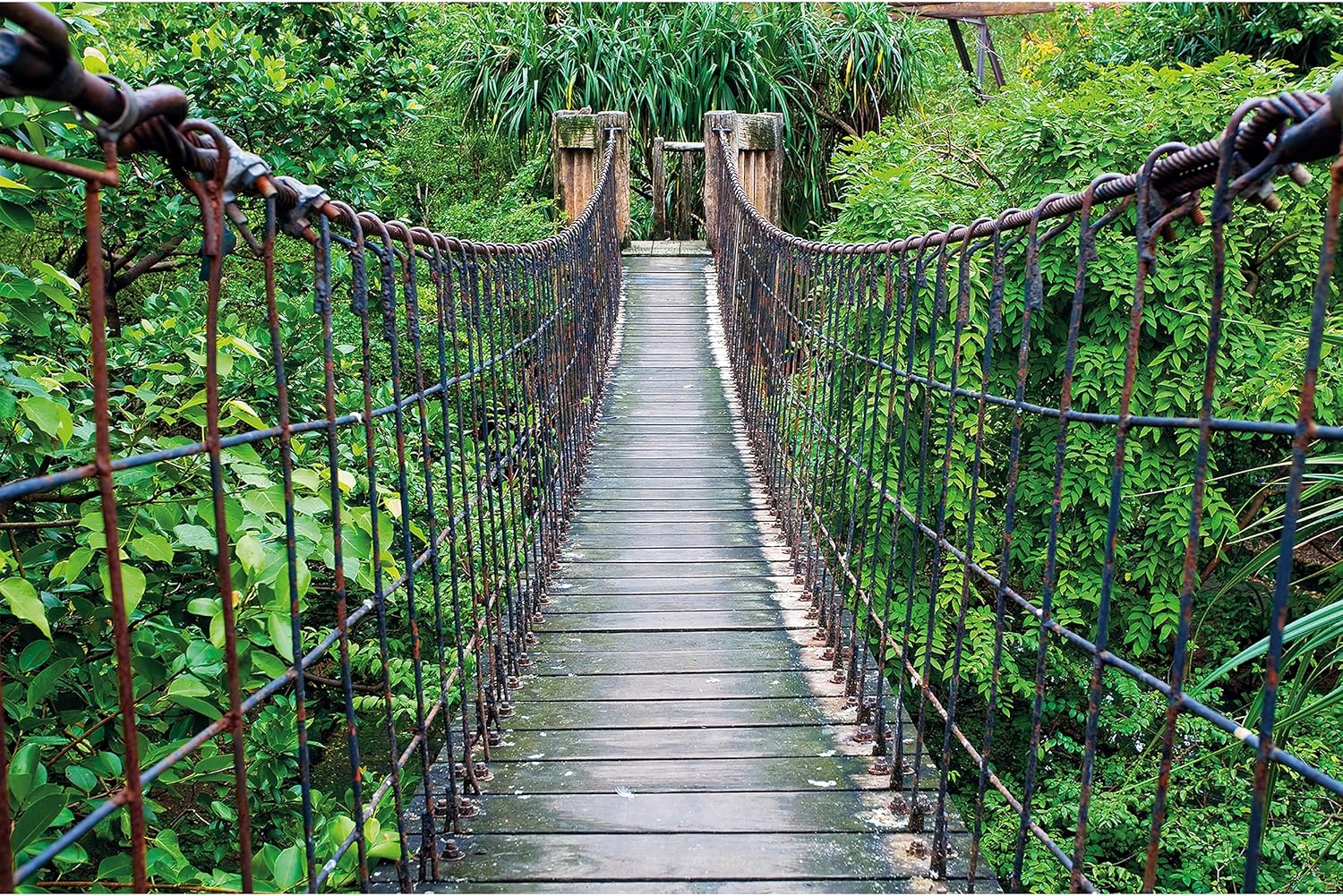 GREAT ART XXL Poster – Hängebrücke – Wandbild Dekoration Dschungel Landschaft Natur Adventure Brücke Regenwald Busch Tropen Urwald Holzbrücke Wandposter Fotoposter Wanddeko (140 x 100 cm)