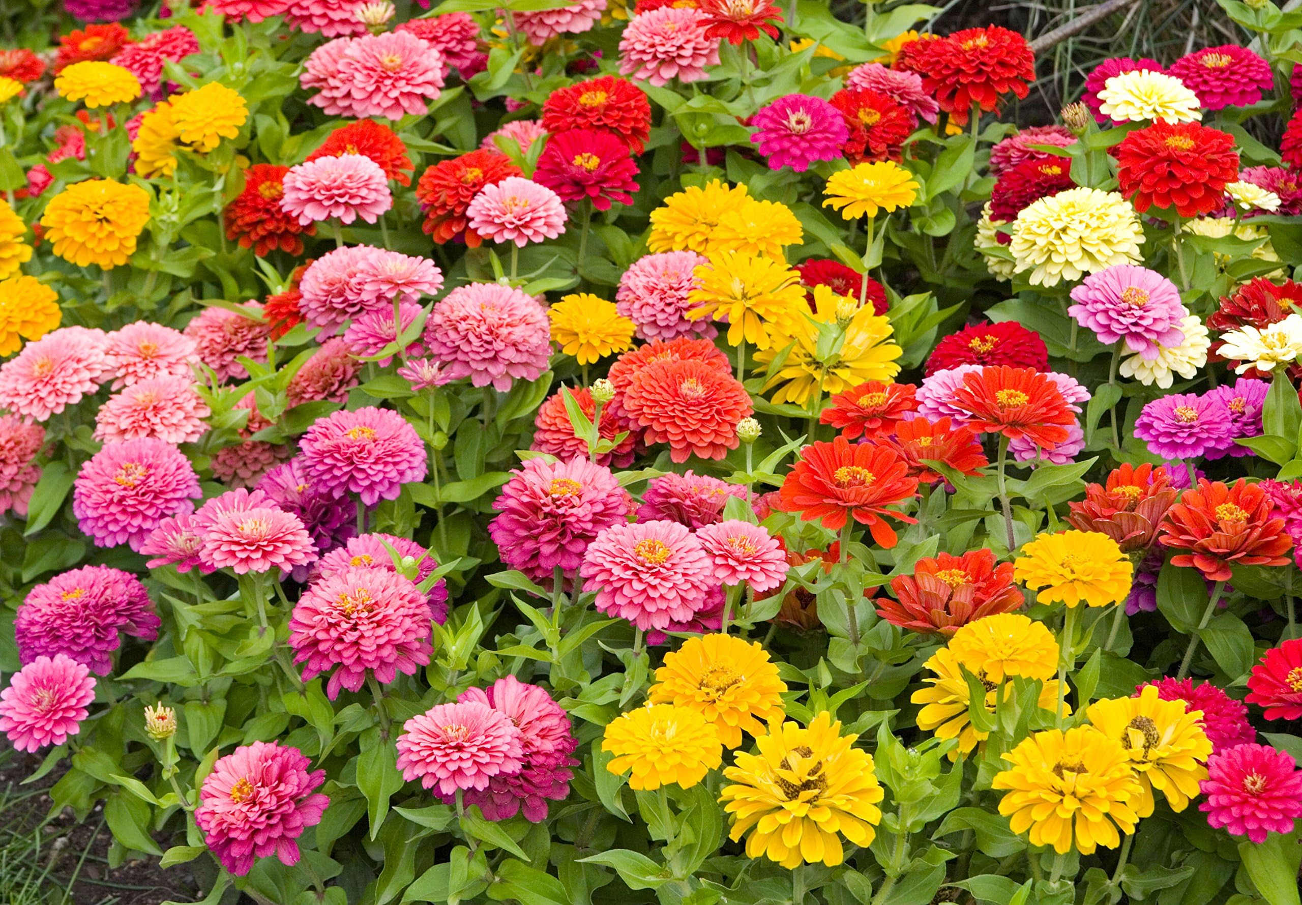 Zinnia Speciality Roll Out Flowers - Concentrated Flower Planting Gardener Indoor Outdoor Kit - ZIN3000-3 Pack - by Garden Innovations