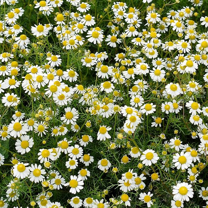 Outsidepride Roman Chamomile Plant Seeds