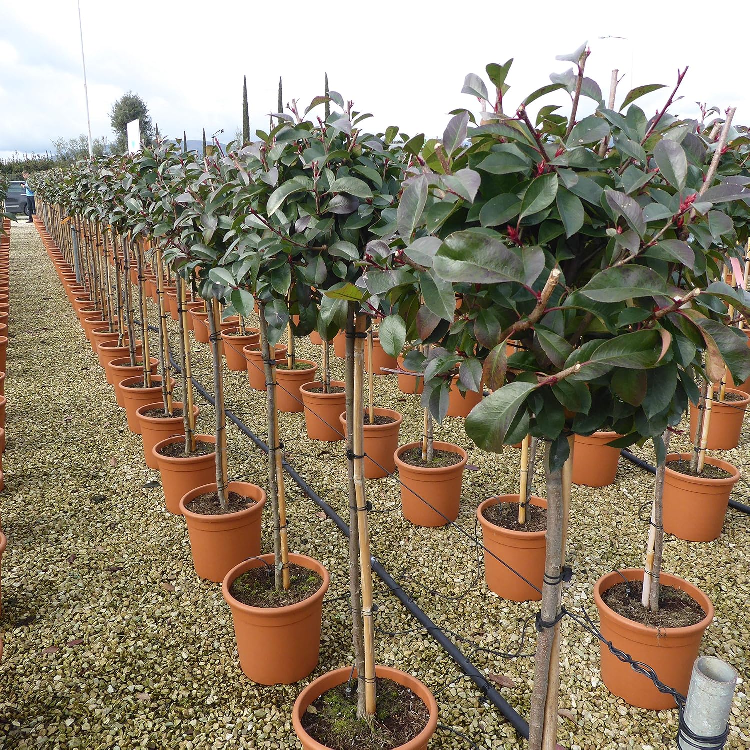 Standard Photinia Red Robin Plants 90cm Stem. Total Height