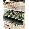 Garland Large High Dome Propagator