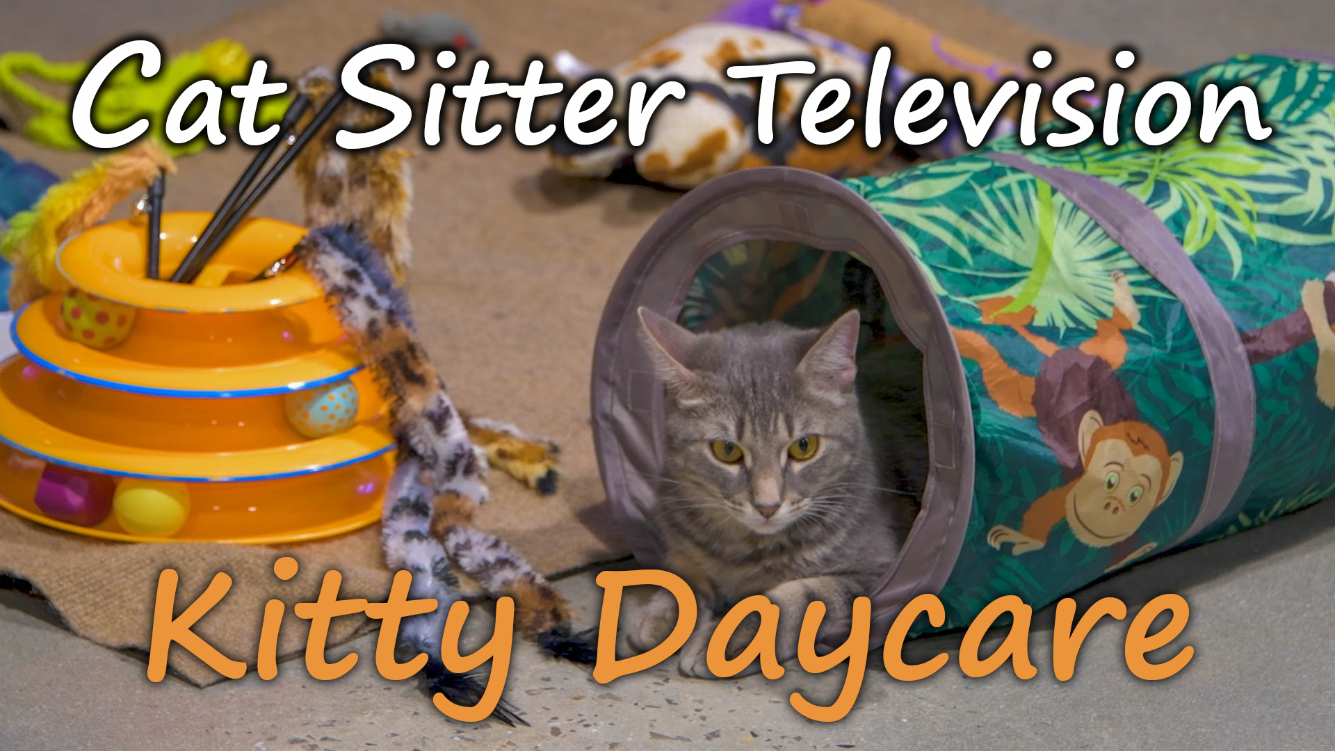 kitty daycare near me