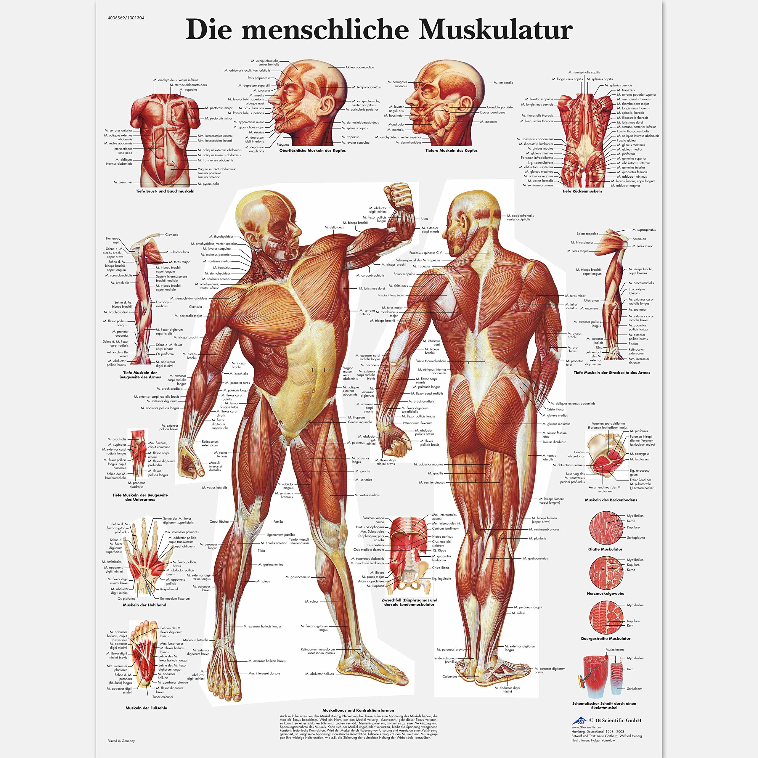 3B Scientific VR0118UU Anatomical Chart The Human Musculature