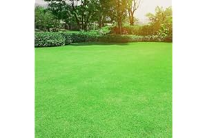 Outsidepride Oasis Bermuda Grass Seed - 5 lbs Warm Season, High Traffic, Heat Resistant, Drought-Tolerant, Low-Maintenance, Fast Growing Turf Grass for Lawn, Ideal for Sunny Areas, Thick Coverage