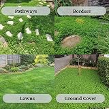 Garden Lawncare Guy Micro Clover Seed UK Pipolina - Ground Cover 15m2 view 2