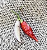 Aji Omnicolor Peruvian Heirloom Pepper Premium Seed
