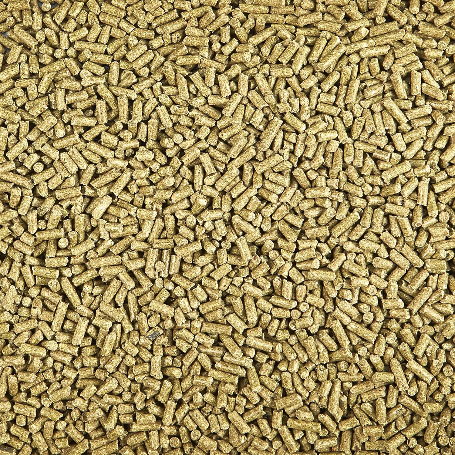 Kaytee Timothy Complete Guinea Pig Food 5 Pounds : Pet Food : Pet Supplies