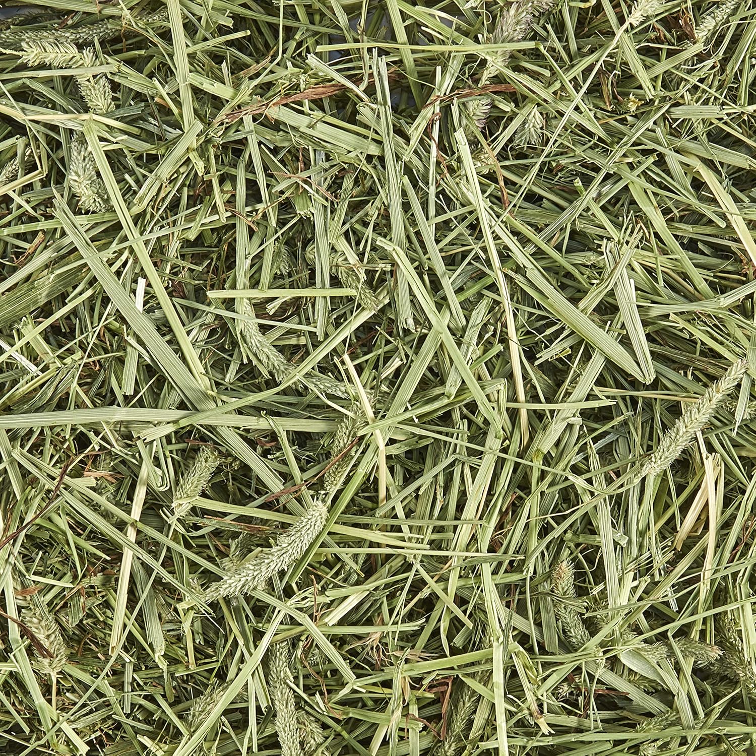 Kaytee Timothy Hay, 12 pounds : Pet Supplies