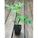 CHAYA PLANT /Cnidoscolus aconitifolius/ Mayan Tree Spinach / Deeply-Lobed Variety (1)