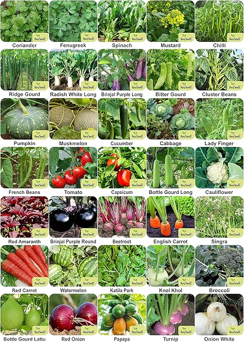 Aero Seeds Vegetable Seeds Bank For Home Garden 35 Varieties - 2170+ Seeds