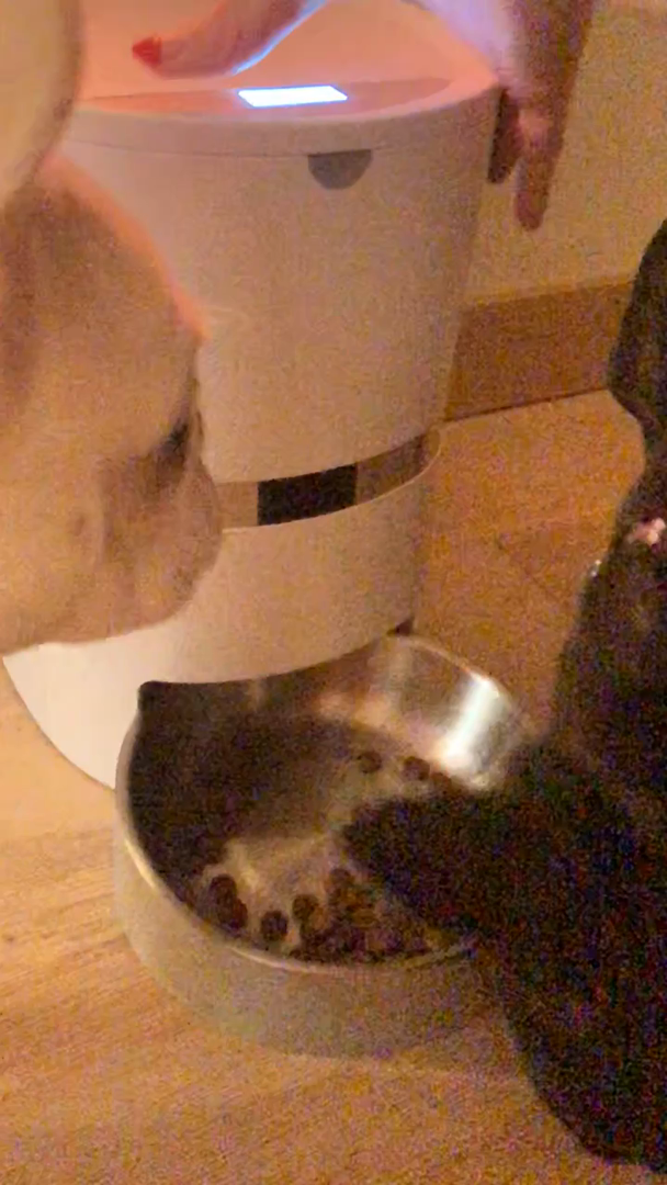 Amazon Com Customer Reviews Honeyguaridan A36 Automatic Cat