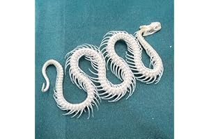 CLLOEAT Wholesale 1/2/3/5/10 pcs Taxidermy Real Animals Skulls, Real Bones Specimen, Supplies Art Bone Vet Medicine 1:1 Animal Bones (2pcs,Snake Skeleton)