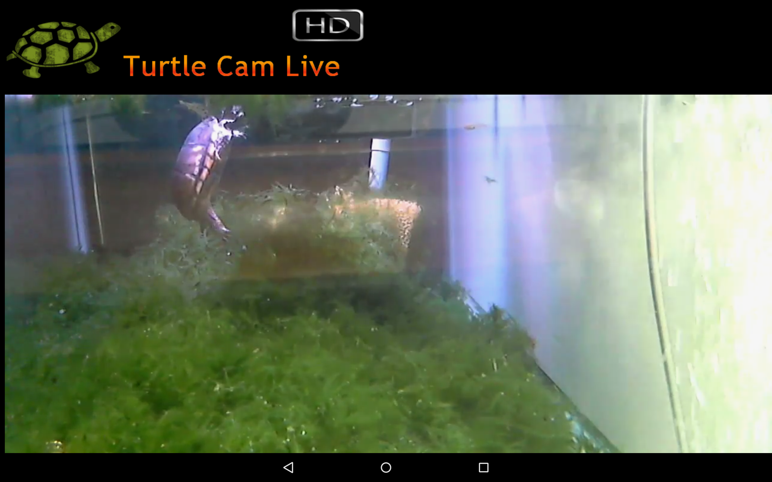 Live Turtle Cam HD Appstore for Android