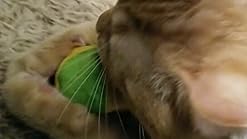 yeowww my cats balls