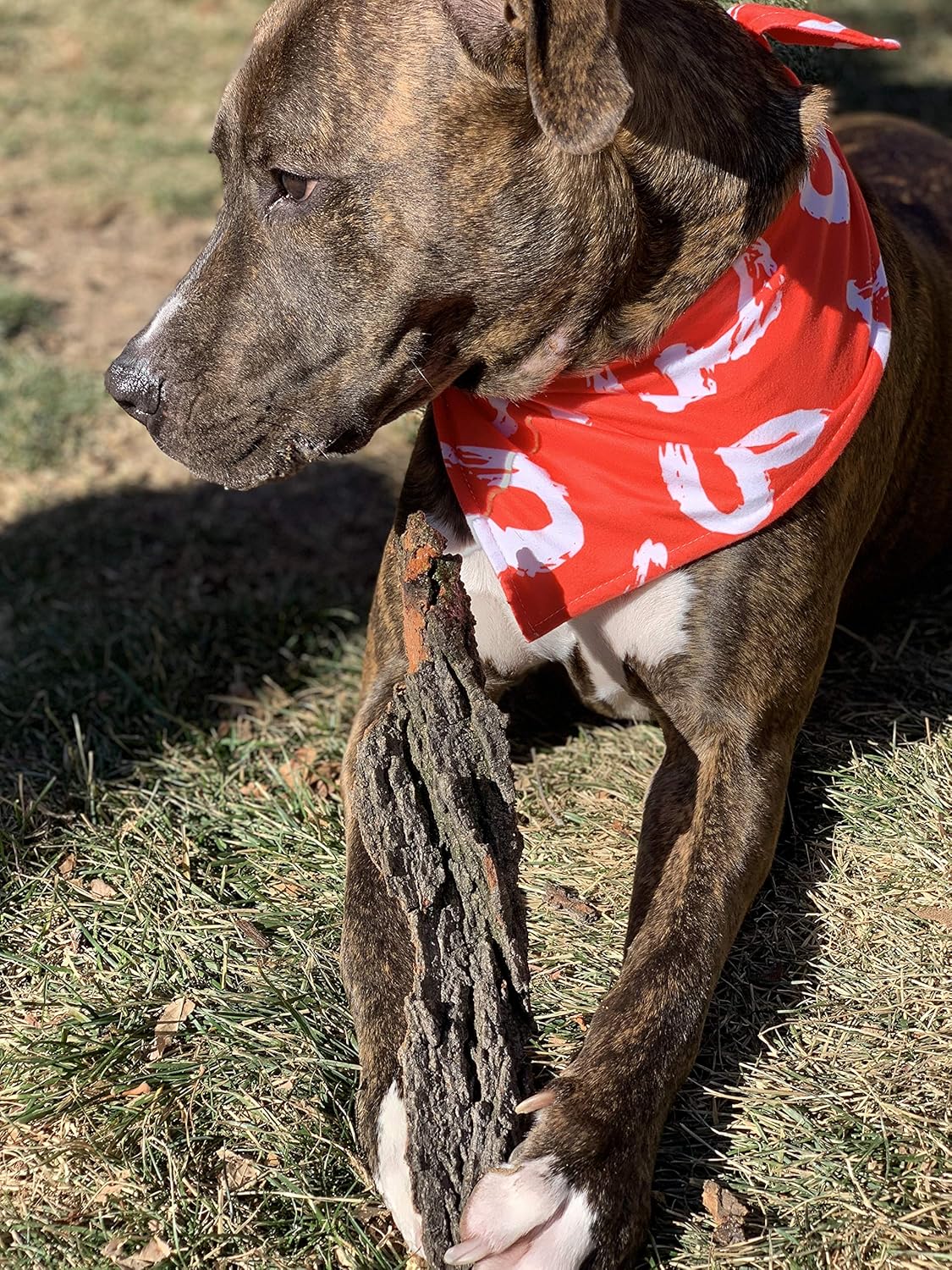 christmas dog handkerchief
