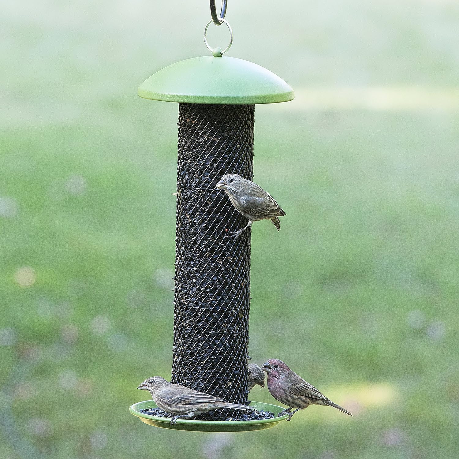 wild bird accessories