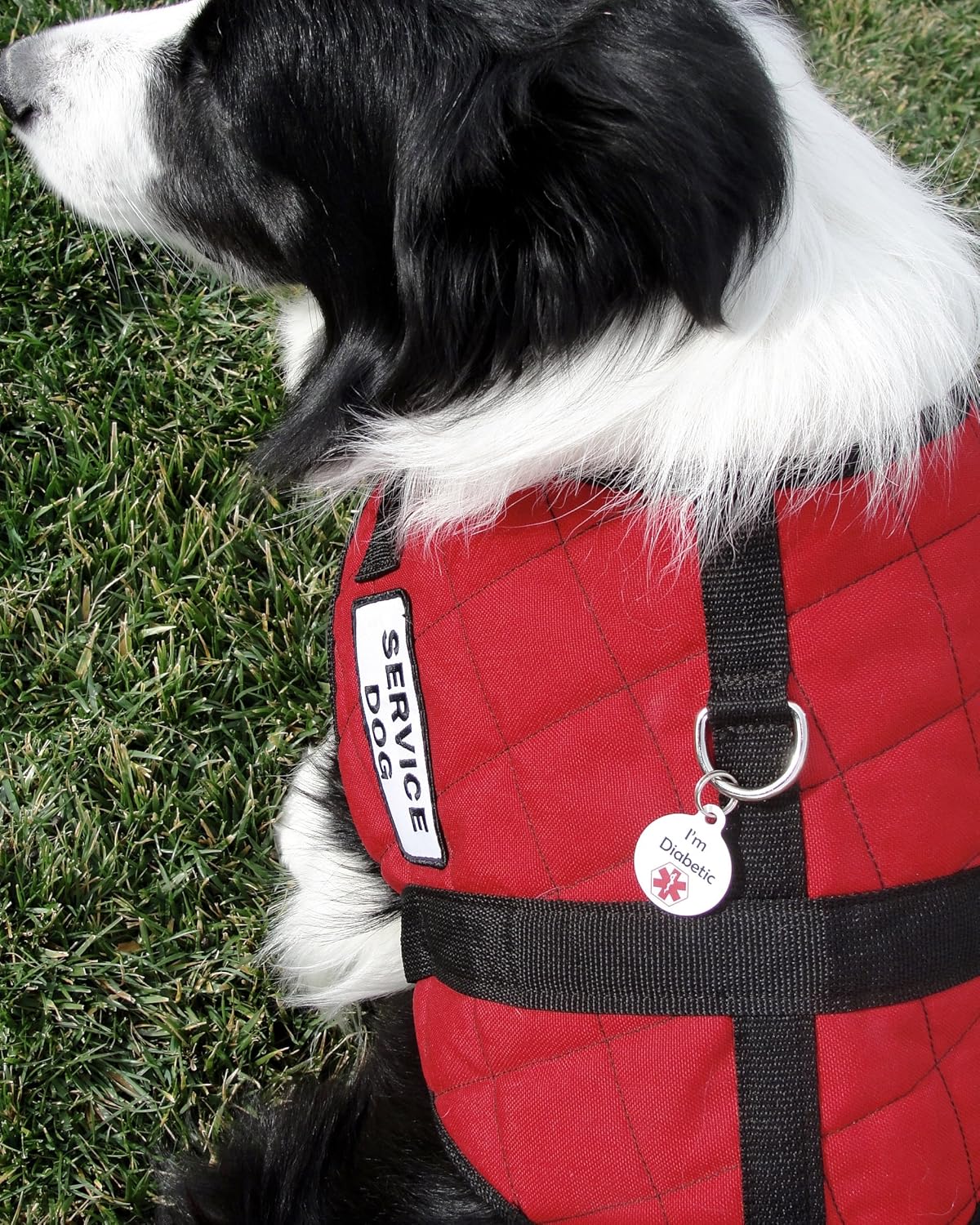 Big Jerk Custom Products Ltd Medical Alert Dog Cat Pet ID Tag - I'm Diabetic - Personalize Colors and Yo. : Pet Supplies