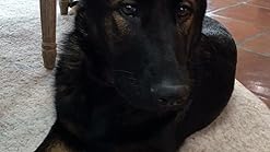 vise grip bully stick