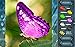 HexLogic - Butterflies